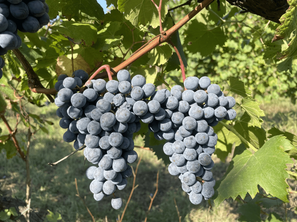 Antica qualità di Lambrusco Grasparossa dai racimoli rossi.